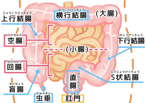 腸の構造