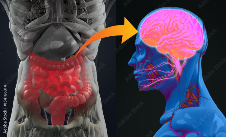 第二の脳といわれる「腸管神経」ネットワーク